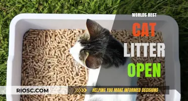 Unveiling the Ultimate Cat Litter: A Comprehensive Guide to the World's Best Options