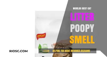 Revolutionary Cat Litter Eliminates Poopy Smell: A Game-Changer for Feline Lovers
