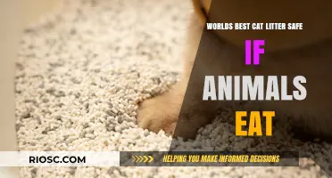 The Ultimate Guide to Safe and Edible Cat Litter: Protecting Your Pets and the Environment