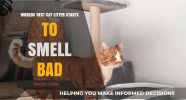 The Unpleasant Truth: Even the World's Best Cat Litter Can Turn Foul