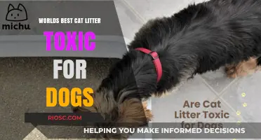Toxic Trouble: World's Best Cat Litter Poses Risk to Canine Companions