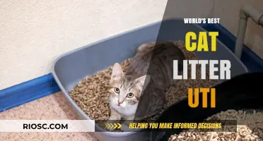 Revolutionary Cat Litter Solution: The Ultimate Answer to Feline UTI Troubles