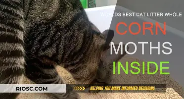 Revolutionary Whole Corn Cat Litter: A Game-Changer for Feline Hygiene and Moth Control