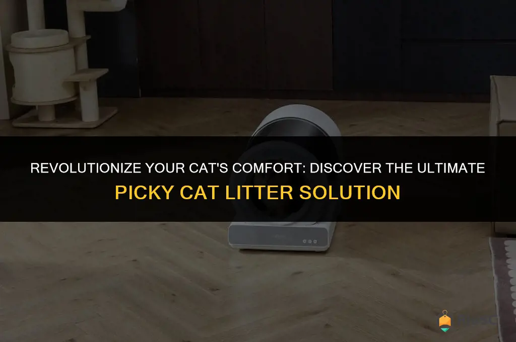 worlds best picky cat litter 24